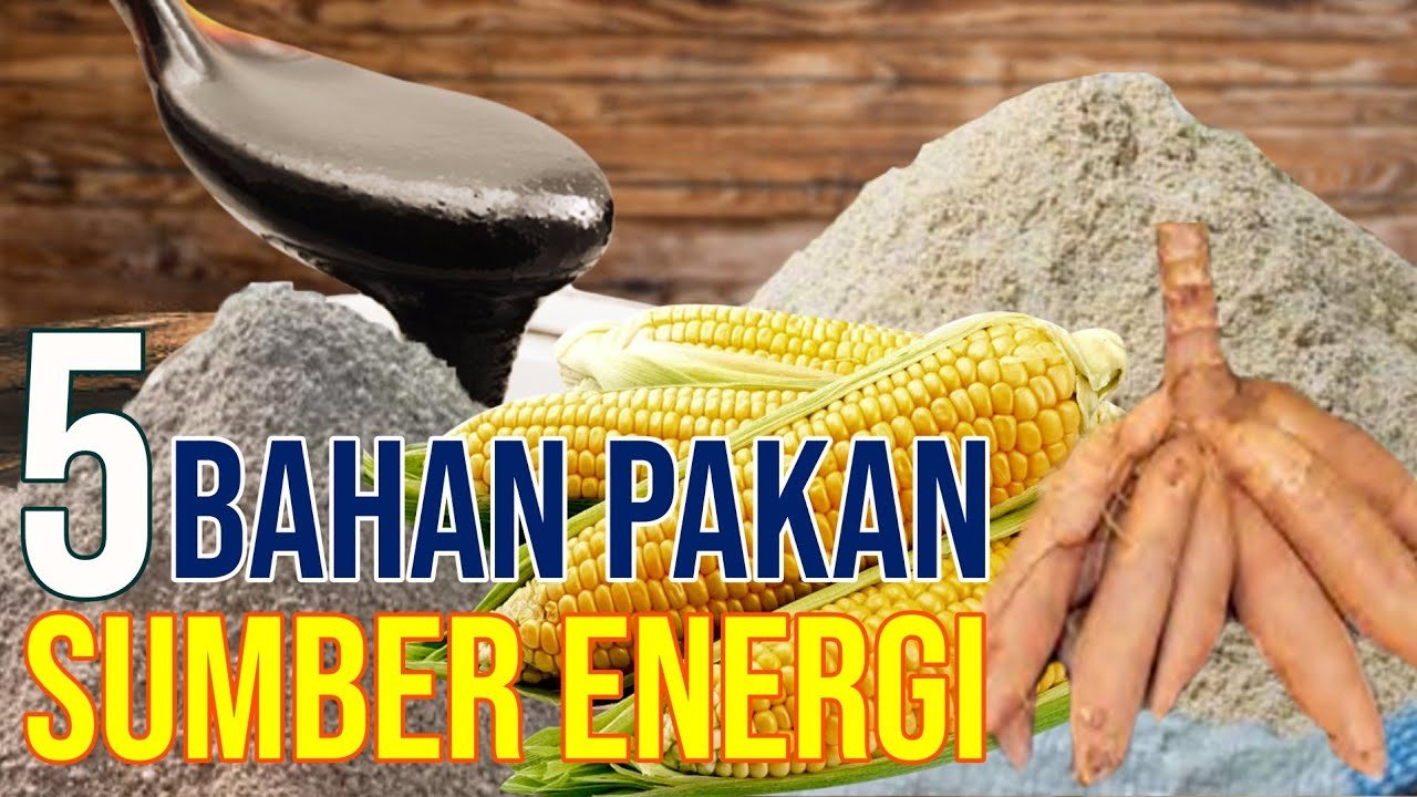 Pakan Ternak Sumber Energi Untuk Sapi.jpg